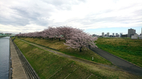 赤羽桜堤01.jpg