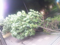 110921_台風02.jpg