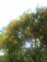 111007_キンモクセイ01.jpg