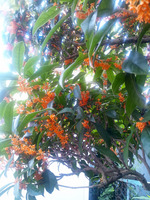 111007_キンモクセイ02.jpg