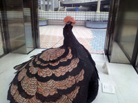 111214_孔雀03.jpg