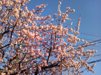 120404_桜01.jpg