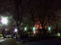 120410_桜01.jpg