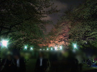 120410_桜02.jpg