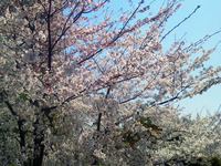 120410_桜03.jpg