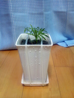 120414_やし01.jpg