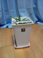 120414_ドラセナ3号01.jpg