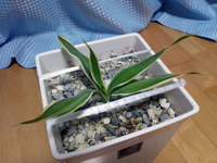 120414_ドラセナ3号02.jpg