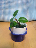 120414_ペペロミア四号01.jpg