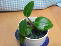 120414_ペペロミア四号02.jpg