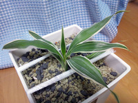 120624_ドラセナ21.jpg