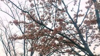 130317_桜.jpg