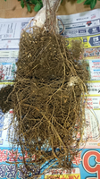 ガジュマル_根鉢1.jpg
