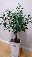 ガジュマル_植替後.jpg