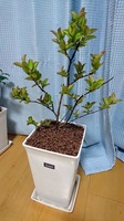 サルスベリ01_植え替え後.jpg