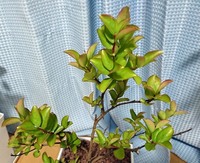 サルスベリ02_植え替え後俯瞰.jpg