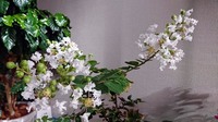 サルスベリ白02.jpg