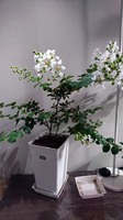 サルスベリ白03.jpg
