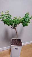 サルスベリ_植替後.jpg