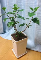 ハイビスカス01.jpg
