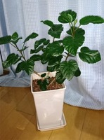ハイビスカス01.jpg