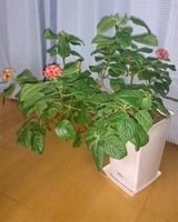 ランタナ01.jpg