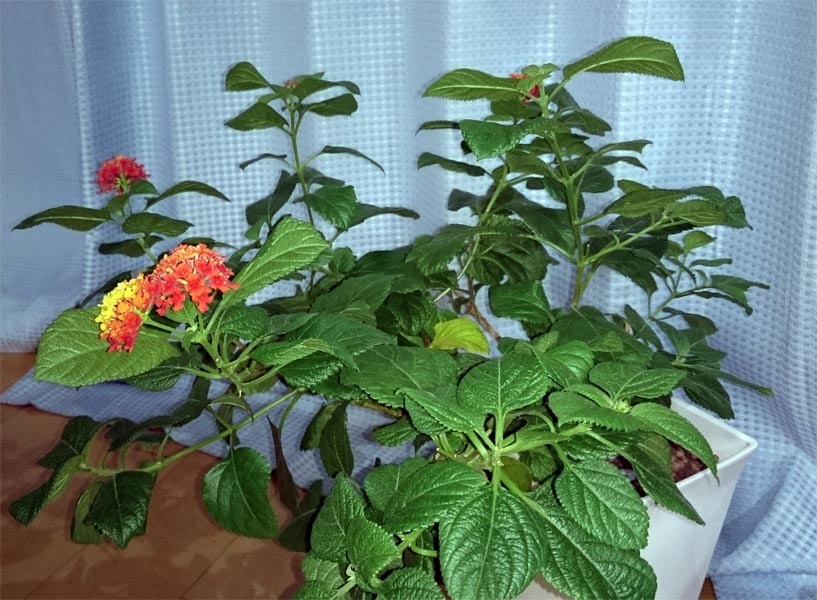 鉢植近況 まだ花を咲かせ続けるランタナ 閲覧者ゼロ