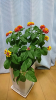 ランタナ01.jpg