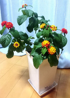 ランタナ01.jpg
