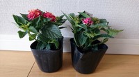ランタナ01_購入時.jpg