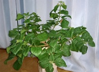 ランタナ01_edited-1.jpg