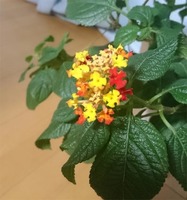 ランタナ02.jpg
