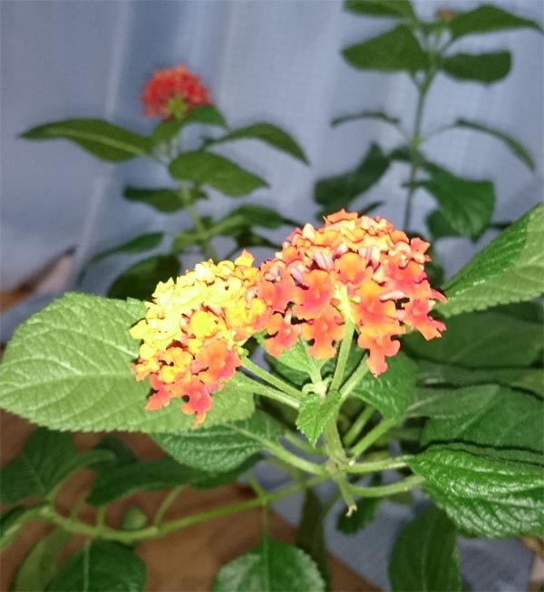 鉢植近況 まだ花を咲かせ続けるランタナ 閲覧者ゼロ