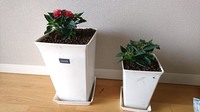 ランタナ02_植え替え後.jpg