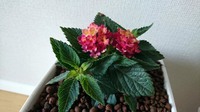 ランタナ04_植え替え後大.jpg