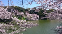 千鳥ヶ淵01.jpg