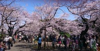 千鳥ヶ淵02.jpg