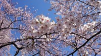 千鳥ヶ淵03.jpg