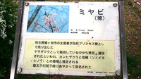 浅草06.jpg