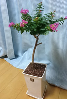 百日紅01.jpg