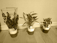 群れる鉢植02c.jpg