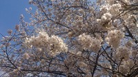 飛鳥山03.jpg