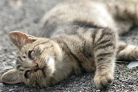 cat0098-066.jpg